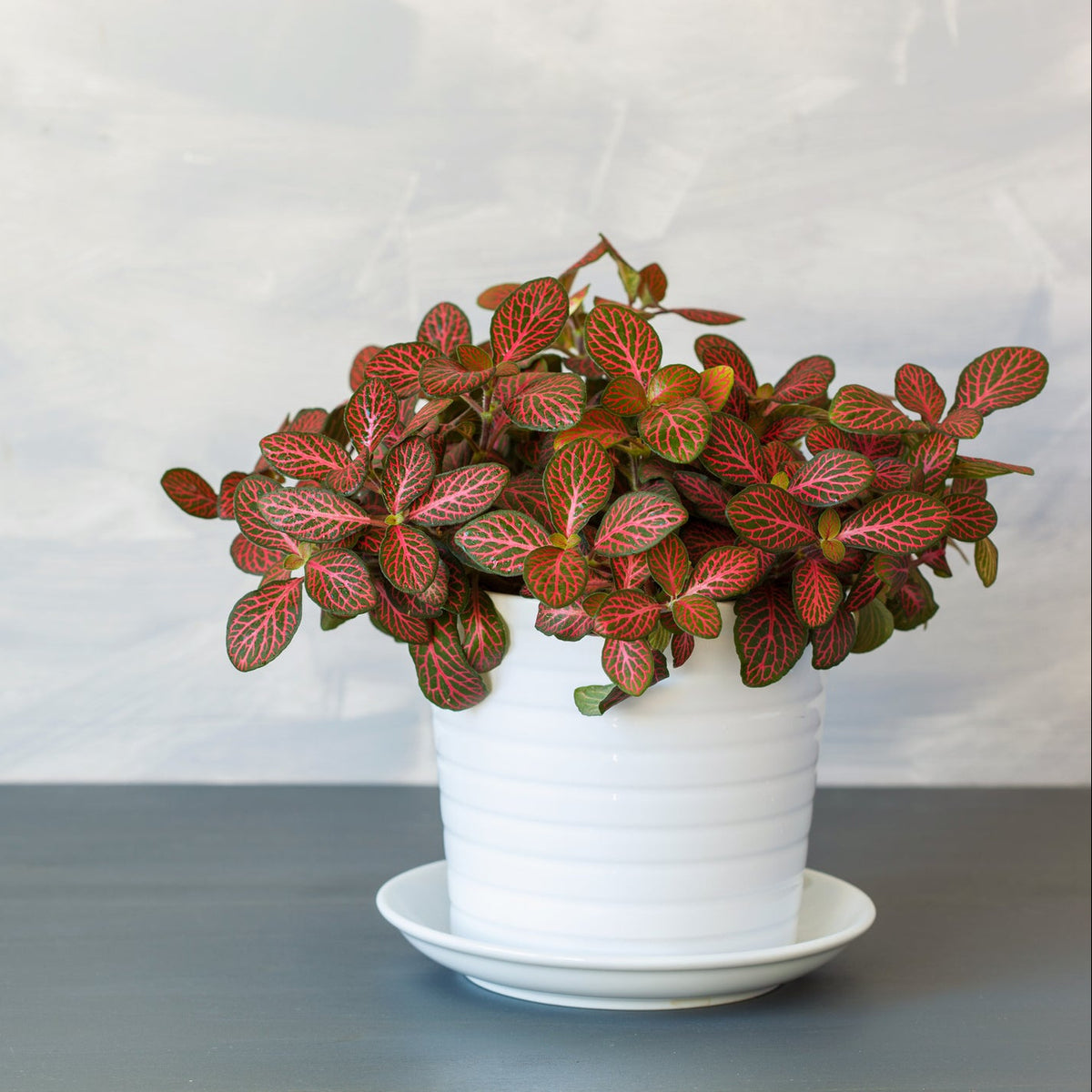 Nerve Plant