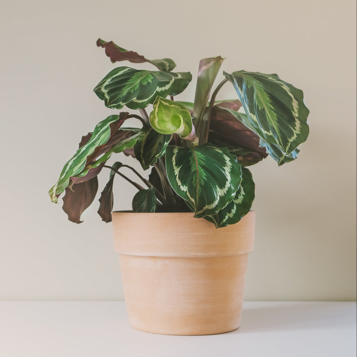 A potted Calathea plant with green and burgundy variegated leaves in a terracotta-colored plastic pot, set against a plain beige background.