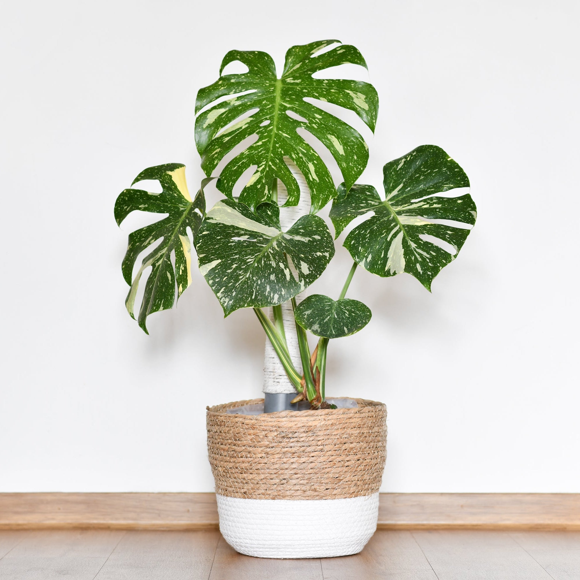 Monestra plant