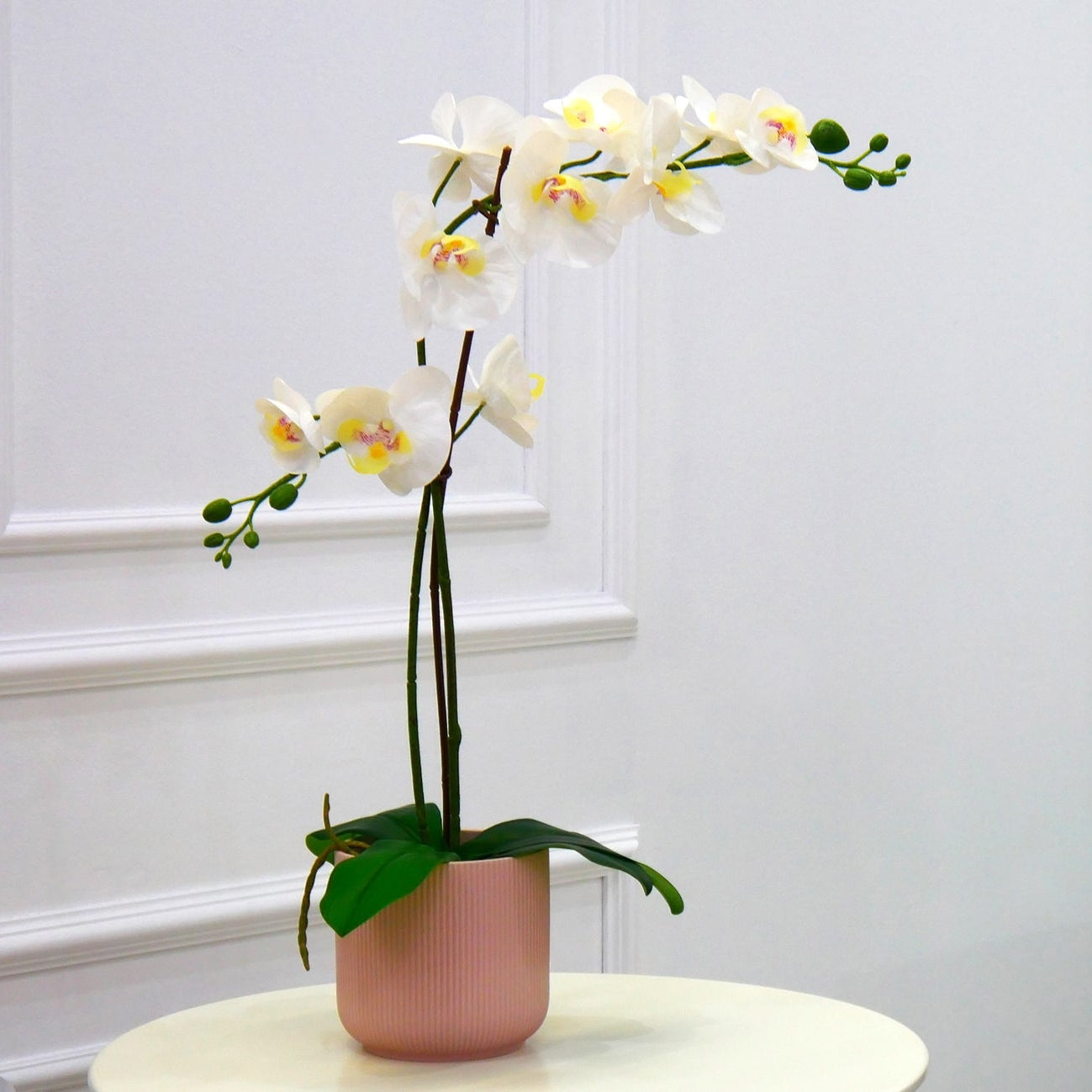 Orchid plant